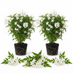2 Poet Jasmine Live Plants, Fragrant Flowering Shrubs, 4-6" Tall