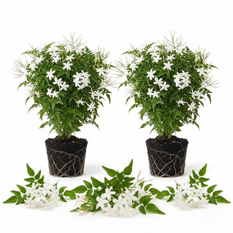 2 Poet Jasmine Live Plants, Fragrant Flowering Shrubs, 4-6" Tall