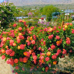 Orange Yellow Red Climbing Rose Live Plant, 6 Months Old Starter, Fragrant Purple Climbing Roses for Planting Outdoor, No Pot