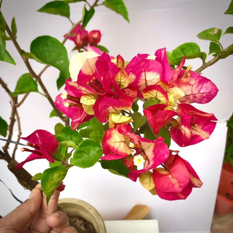 2 Rare Bougainvillea Plants Live, Flowering Bougainvillea Vine for Outdoor Garden or Trellis, 5-9 Inch Tall, Very Hardy