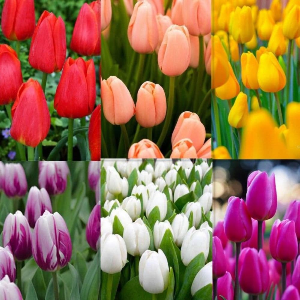 25 Tulip Bulbs for Spring Planting, Large Tulip Bulbs for Fall Planting, Flower Bulbs Garden Indoor Outdoor (Mix)