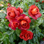 Rose Plant Live, Hybrid Tea Rose Bush Live Plant, 5-9 Inch Tall, Fragrant Flowers Shrub Ready to Plant Outdoor, No Pot, Well-Rooted (Hot Rose)