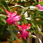 Christmas Cactus Plant, Thanksgiving Cactus in 4” Pot, Colorful Holiday Blooms, Indoor Gardens Growing (True Christmas Cactus)