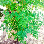 Moringa Live Plant, 16-24 Inch Malunggay Trees Live Plants, Perennial Moringa Plants Live in Pot