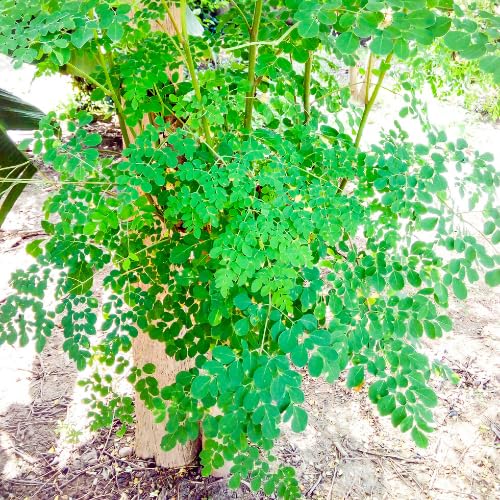 Moringa Live Plant, 16-24 Inch Malunggay Trees Live Plants, Perennial Moringa Plants Live in Pot