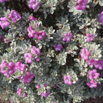 4 Fragrant Sage Salvia Live Plants, Planting in Spring Sage Plants Live, 5 to 10 Inches in Tall, Change Color (Dwarf Texas)