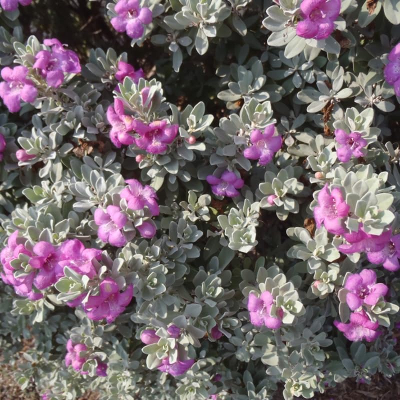 4 Fragrant Sage Salvia Live Plants, Planting in Spring Sage Plants Live, 5 to 10 Inches in Tall, Change Color (Dwarf Texas)