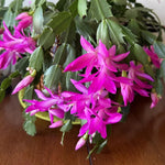 Dark Pink Christmas Cactus Plants Live in 4 Inch Pot, Perennial Christmas Thanksgiving Cactus Plants Potted, Vibrant Flower Holiday Houseplant Indoors Outdoors