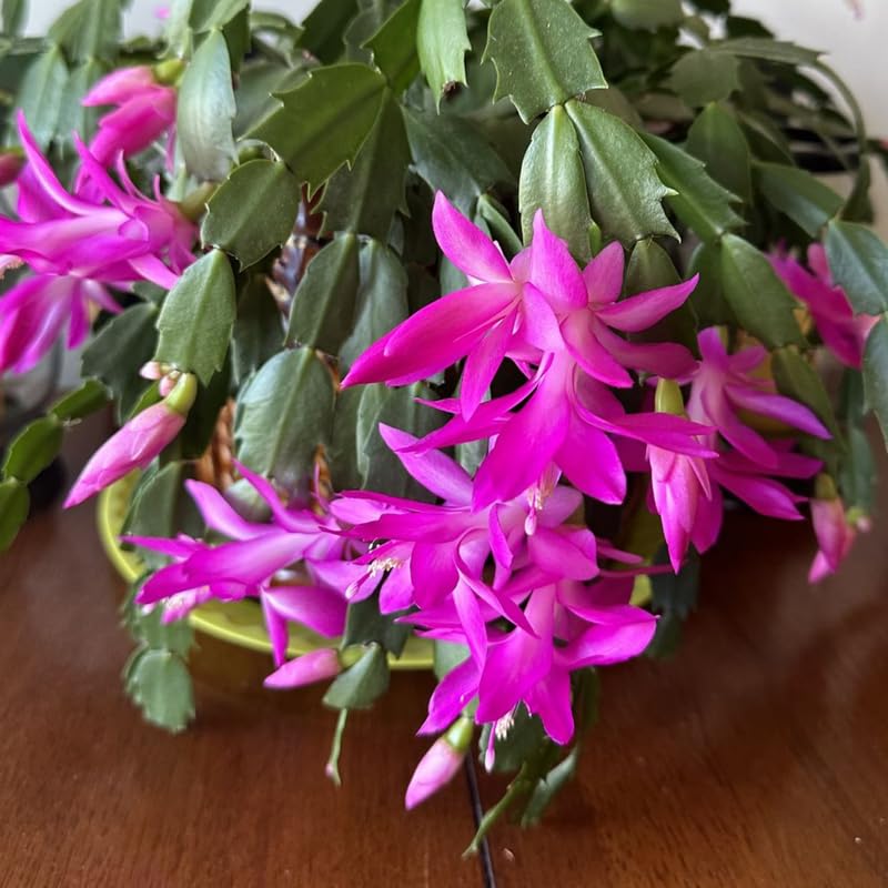 Dark Pink Christmas Cactus Plants Live in 4 Inch Pot, Perennial Christmas Thanksgiving Cactus Plants Potted, Vibrant Flower Holiday Houseplant Indoors Outdoors