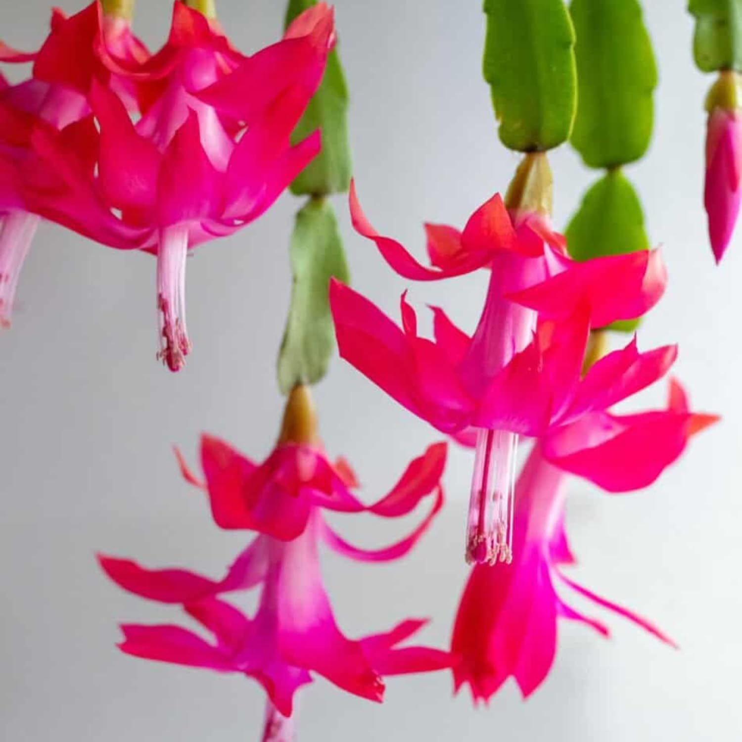 True Christmas Cactus Plant Live in 4 Inch Pot, 4-6 Inch Tall Pink Christmas Cactus Plants, Holiday Houseplant Flower Succulent, Indoor Garden