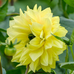 Yellow Dahlia Bulbs Plant, 2-3" Tall, Dahlia Flower Bulbs for Outdoor Garden, Flowering Tuber Cluster for Planting, Not Live Plant