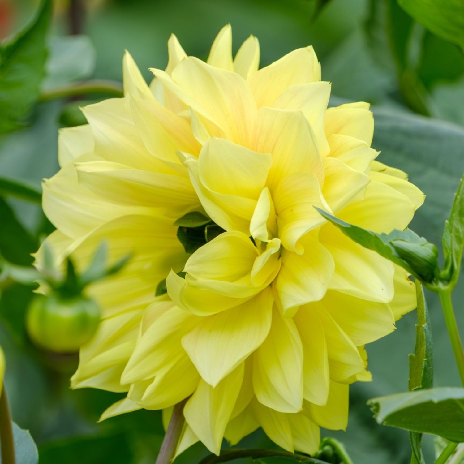 Yellow Dahlia Bulbs Plant, 2-3" Tall, Dahlia Flower Bulbs for Outdoor Garden, Flowering Tuber Cluster for Planting, Not Live Plant