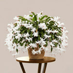 Christmas Cactus Plant Live, Starter Holiday Thanksgiving Cactus Plant for Indoor Outdoor Houseplants, Fasle Easter Cactus Plants Like, Cold Hardy, 5-9" in Tall (White)