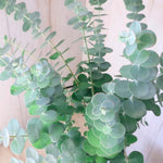 Live Eucalyptus Plant, Baby Blue Eucalyptus Tree Live Plant, Fragrant, Silver Blue Foliage, Live Eucalyptus Plants Indoor for Home and Office Decoration, 4 to 7 Inches Tall