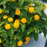 2 Trailing Yellow Lantana Plants Live, Colorful Perennial, Long-Blooming and Very Hardy, Size 5 to 12 Inches in Tall, Well-Rooted, Outdoor Planting