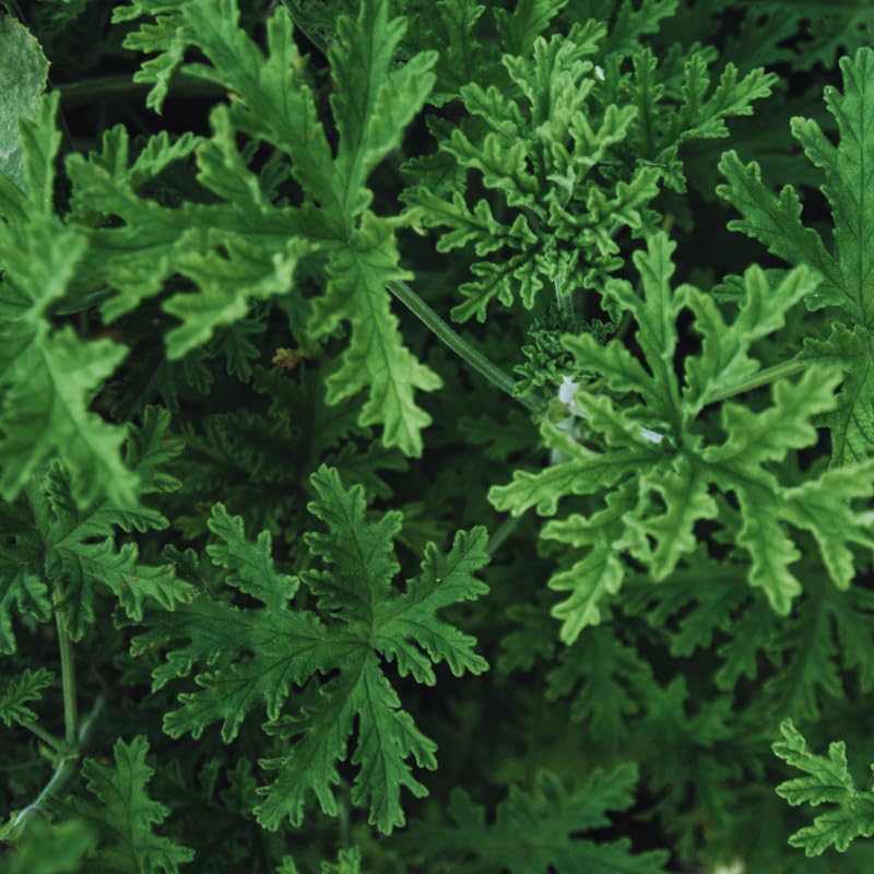 2 Citronella Plants Live, Live Citronella Plant Indoor Outdoor, Citronella Indoor Plant, Citronella Starter Plant Indoor Outdoor, Gardening Growing