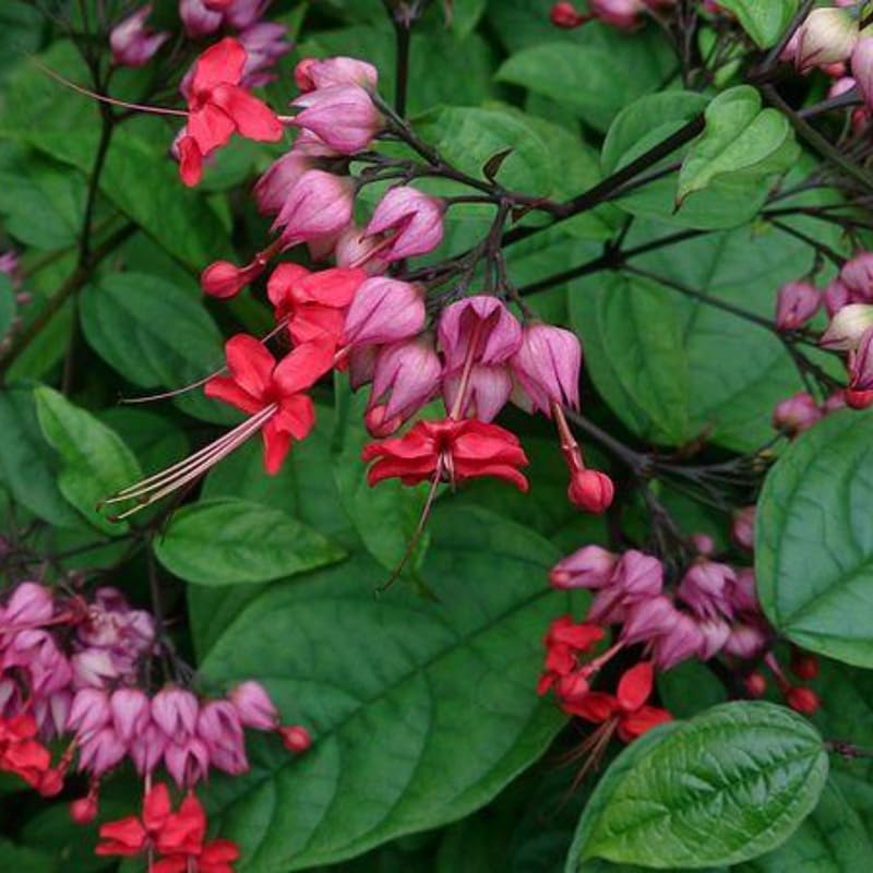 Red Purple Bleeding Heart Live Plant, 6-8 Inch Clerodendrum Live Plant, Clerodendrum Bleeding Heart Vine - Perennial Flower, Well Rooted Starter Plant