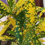 Green Gold Croton Plant Live, Croton Tree Live Plant, 5 to 7 Inc Tall