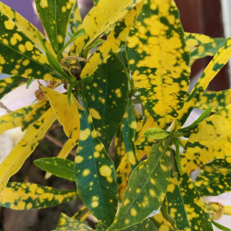 2 Live Croton Plants Live, Green Yellow Croton Plant, 5 to 6 Inches Long, Croton Live Plant for Garden