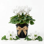 White Cyclamen Plant Live, Flowering Houseplant, 4" Pot