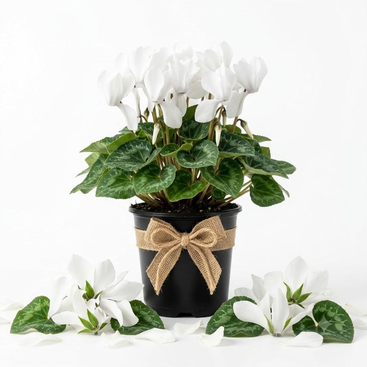 White Cyclamen Plant Live, Flowering Houseplant, 4" Pot