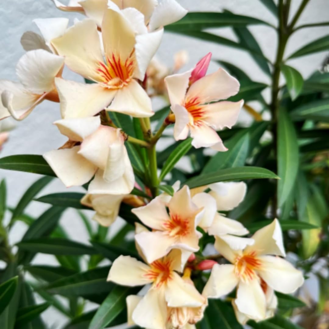 2 Salmon Oleander Plants Live, 5 to 7 Inc Tall, Oleander Flower Shrub Bush Live Plants