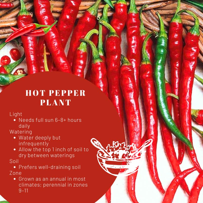 Red Pepper Plants Live for Planting, in 4" Pot, Hot Chili Pepper for Indoor and Outdoor Growing