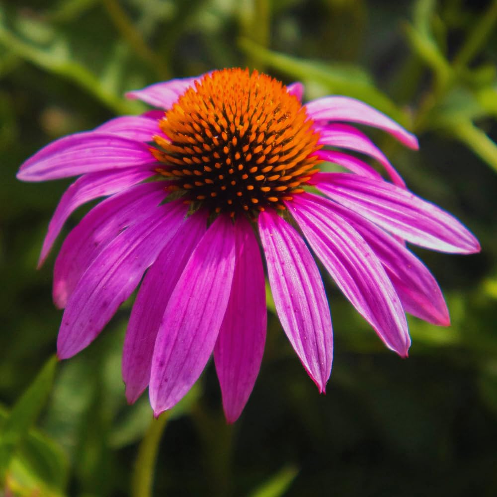 Combo 6 Echinacea Plants Roots, Purple Coneflower Plant Live Indoor, 5 to 6 Inc Tall, Echinacea Flower Plant Gardening Planting