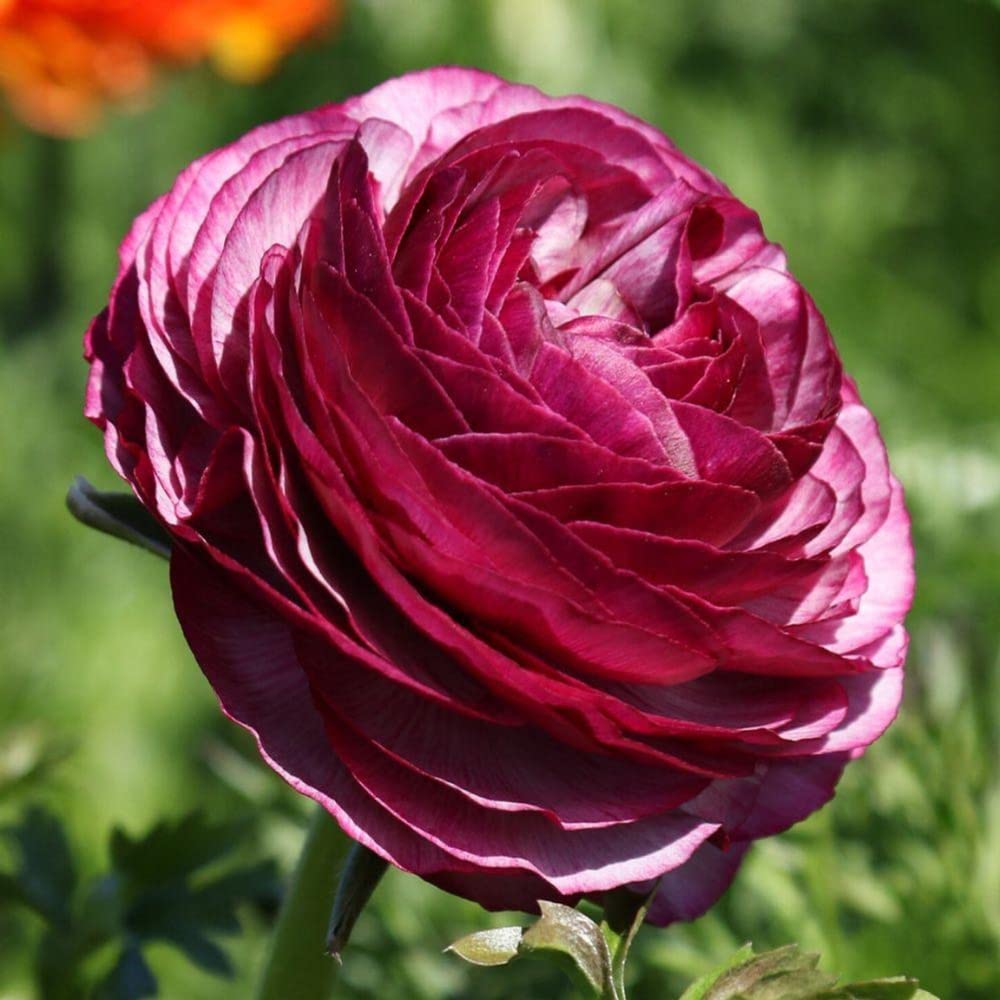 25 Purple Ranunculus Bulbs for Fall Planting, Ranunculus Corms Ranunculus Flowers Perennial Flower Bulbs, Peony Bulbs Ranunculus Bulbs for Planting, Persian Buttercup Flowers