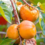 Set 2 Persimmon Tree Seedlings, Dormant Persimmon Bare Roots Ready to Grow, Cold Hardy Persimon 6 to 12 Inch Tall