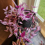 Wandering Jew Live Plant, Tradescantia Live Plant in 3 Inch Pot, Pink Wandering Jew Plants Houseplant for Planting Indoor Outdoor Garden