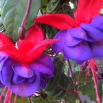 ELLA'S HOMES Fuchsia Plant Live, Pink Purple Flower Fuchsia Plant, 3 to 6 Inches Tall, Live Fuchsia Plant, Fuchsia Live Plant Indoor, Fuchsia Plant for Planting Outdoor