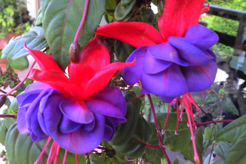 2 Fuchsia Plants Live, Pink Purple Flower Fuchsia Plant, 4 to 6 Inches, Fuchsia Live Plant, Live Fuchsia Plant