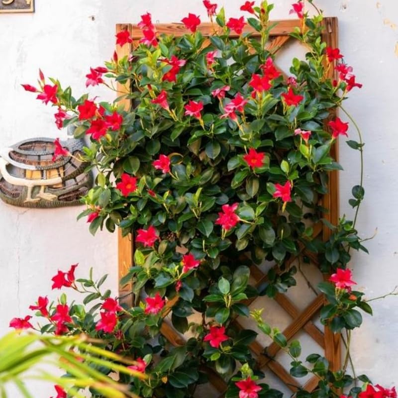 3 Red Mandevilla Plants Live, 5-10” Tall Flowering Mandevilla Vines for Trellis, Outdoor Patio, Garden Pots, Trailing Mandevilla Seedlings