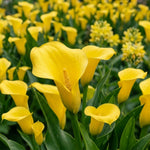 Calla Lily Bulbs for Planting, Calla Lily Bulbs, Vibrant Summer Blooming Flowers for Garden and Patio Planting (Yellow Calla Lily Bulbs (Set 3))