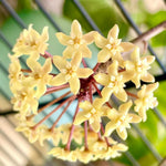 Hoya Plants Live Houseplants, Hoya Quinquenervia Plant, 5 to 7 Inches Tall, Well Rooted Plants, Indoor Growing