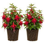Set 2 Red Fuchsia Plants Live 4-7 Inches Tall, Colorful Hanging Flower Plants for Patio, Garden and Containers