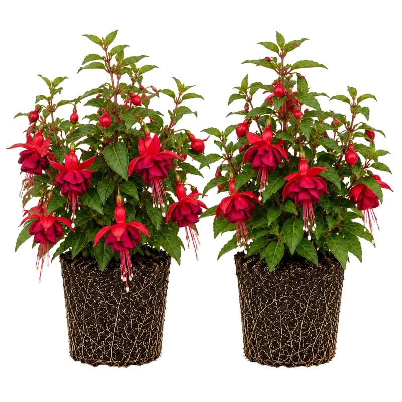 Set 2 Red Fuchsia Plants Live 4-7 Inches Tall, Colorful Hanging Flower Plants for Patio, Garden and Containers