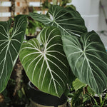 Gloriosum Philodendron Plant Live, Rare Tropical Variegated Live Indoor Houseplant, Starter Plants No Pot, 5-9" in Tall