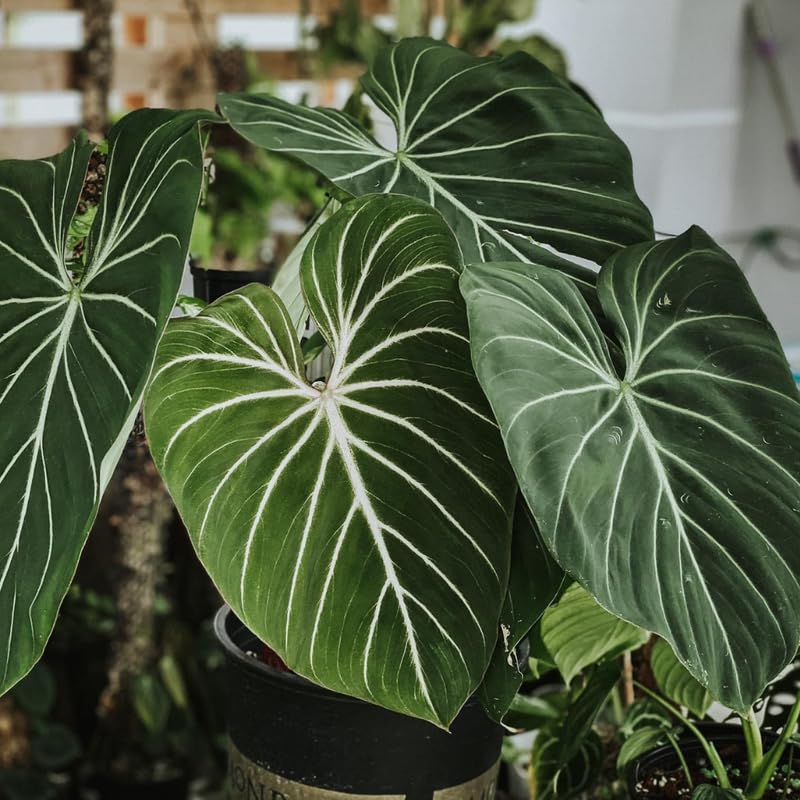 Gloriosum Philodendron Plant Live, Rare Tropical Variegated Live Indoor Houseplant, Starter Plants No Pot, 5-9" in Tall