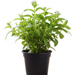 Set 2 of Stevia Plants Live, Herb Plant Live Stevia Plant for Garden