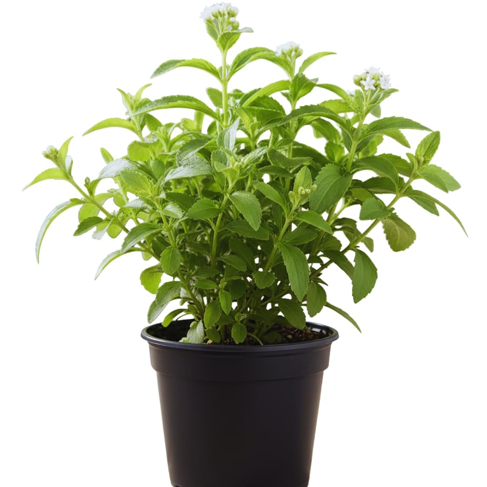 Set 2 of Stevia Plants Live, Herb Plant Live Stevia Plant for Garden