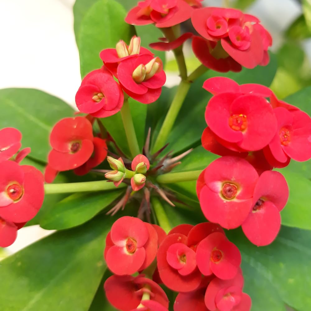 Red Crown of Thorns Plant Live, 4 Inc Potted, Euphorbia Milii Tree Live Plant, House Plant Live Gardening Planting