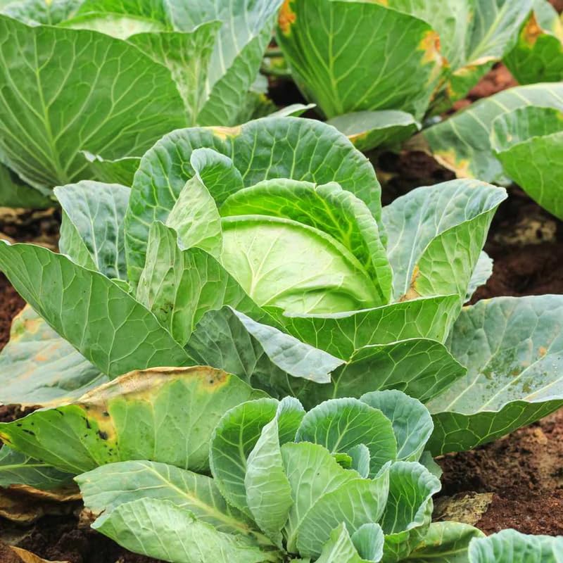 Pack 2 Cabbage Plants Live, Vegetable Plant Outdoor Garden, 3 to 5 Inch Tall, Ready to Grow