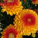 Chrysanthemum Flower Plant, Red Orange Mums Plant Live, 5 to 7 Inc Tall Chrysanthemum Plants Live for Gardening Outdoor Indoor Mum Live Plant