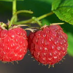 Pack 4 Raspberry Bushes Live Plants, No Pot, Everbearing Red Raspberry Plants Live for Planting, 5-9 Inc in Tall, Zones 4-8 Cold Hardy (Sweet Red Caroline)