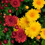 Mix Chrysanthemum Plant, Set 2 Mix Mums Plants Live, Hardy Perennial Mum Live Plant, 3 to 6 Inch Tall Garden Mum Starter Plants for Garden Beds, Containers, Vibrant Fall Blooms, No Pot