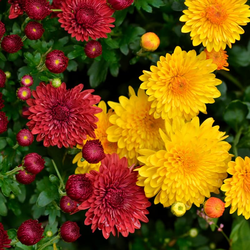 Mix Chrysanthemum Plant, Set 2 Mix Mums Plants Live, Hardy Perennial Mum Live Plant, 3 to 6 Inch Tall Garden Mum Starter Plants for Garden Beds, Containers, Vibrant Fall Blooms, No Pot