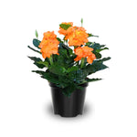 Set 4 of Orange Crossandra Plants Live from 4 Inc Tall in 4'' Potted, Live Crossandra Plants Garden