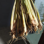 Pack 2 Lemongrass Plants Outdoor Planting in Pot, Lemon Grass Live Plant, Live Lemon Grass, Lemon Grass Plants, Live Lemongrass Plant